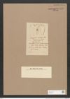 Trachysphenia australis (de-Toni-Nr.: Genus 62, Species 2563) Zeichnungen Sammlung Grunow Nr. 5119 (NHMW-BOT-W0373421)